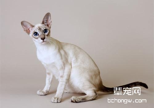 猫咪咽炎的诊断要点
