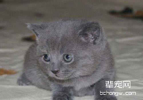 猫跳蚤过敏性皮炎的治疗方法