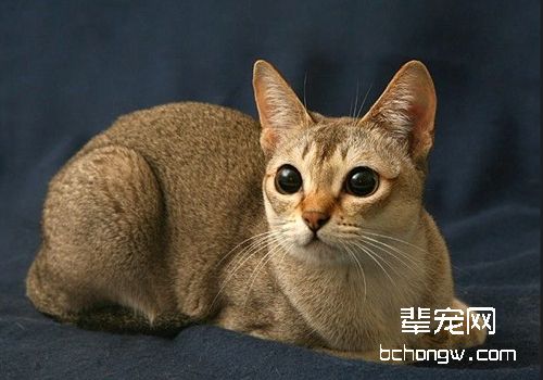 猫传染性鼻气管炎的预防及治疗