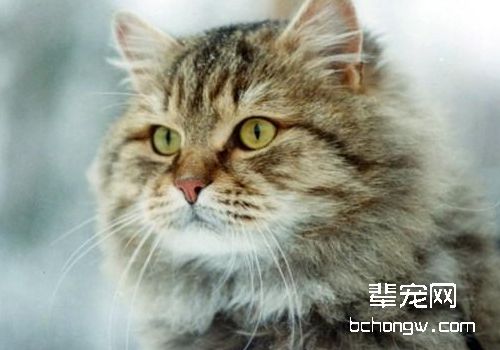 猫跳蚤过敏性皮炎的症状