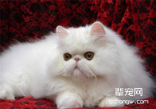 猫咪咽炎的治疗原则