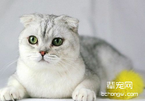 猫传染性鼻气管炎的简介