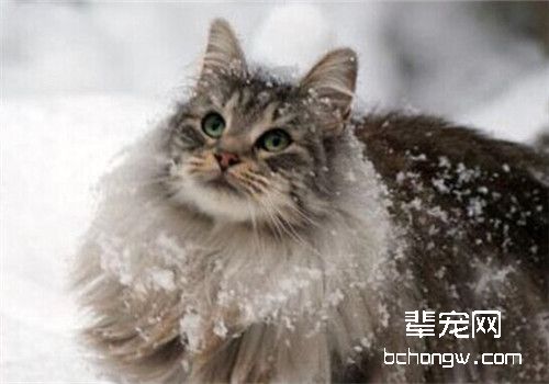 猫膀胱结石的诊断及治疗