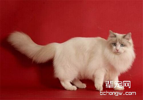 猫咪患尿结石该怎么办