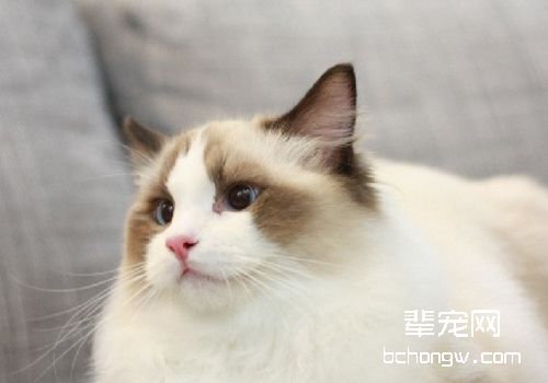 如何判断猫咪有没有骨折