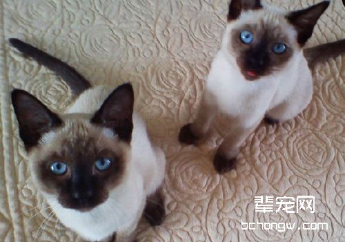 猫得尿毒症该怎么办