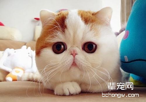 猫咪骨折的应急处理