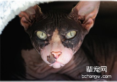 猫咪多涎症的症状表现