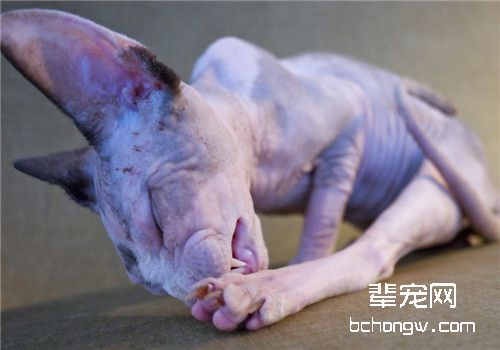 猫咪多涎症的治疗方法