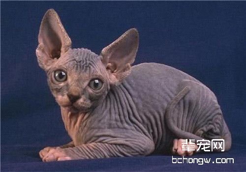 引起猫咪多涎症的原因分析
