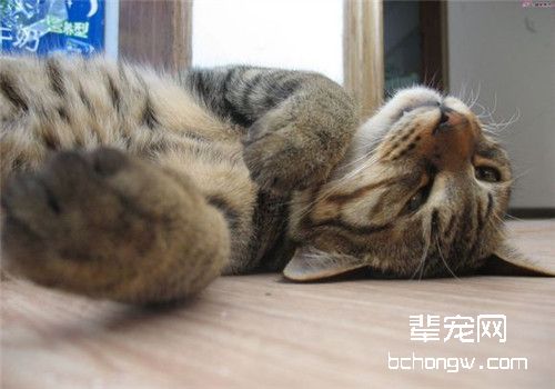 猫咪牙龈炎的预防措施