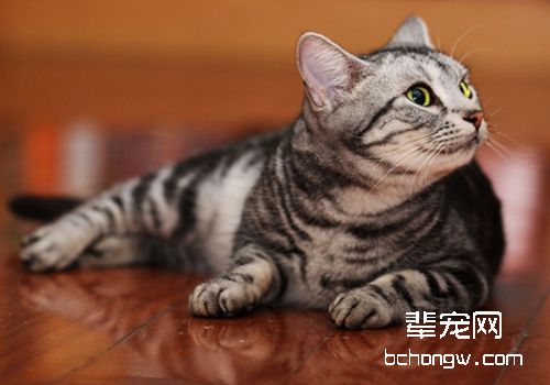 如何预防及控制猫白血病