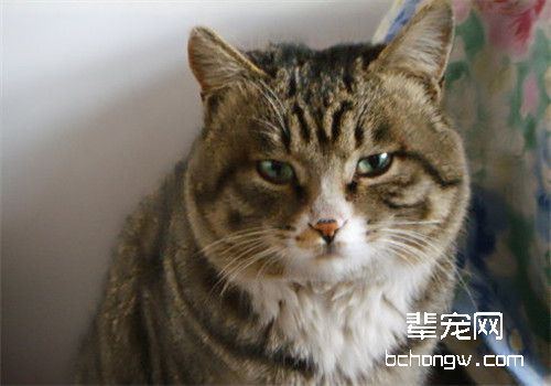 猫咪牙龈炎的治疗原则