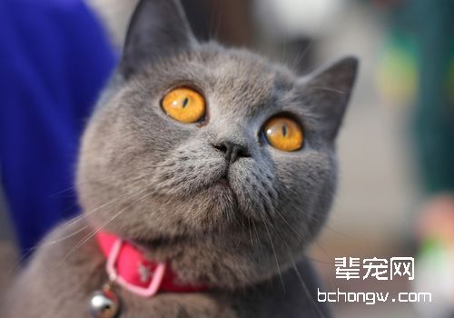 猫白血病的症状
