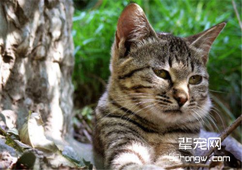 猫咪牙龈炎的病因分析
