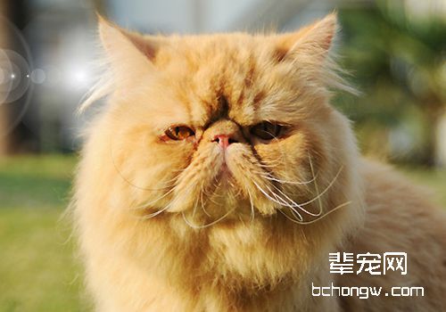 猫白血病是如何传染的
