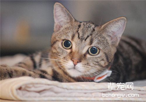 猫咪口炎的治疗原则