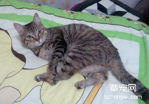 猫咪口炎的诊断与症状
