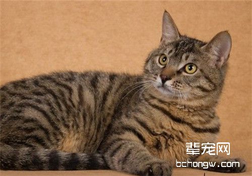 引起猫咪口炎的原因分析