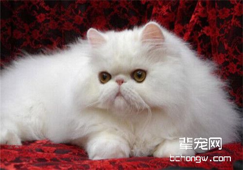 猫咪贫血的症状