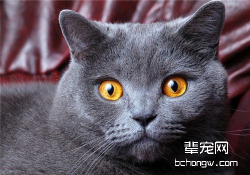 猫咪发烧的治疗原则