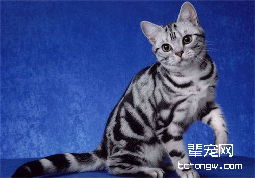 猫咪感冒的发病原因