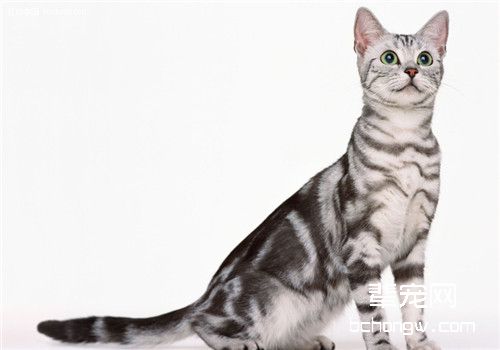 猫咪感冒的治疗原则