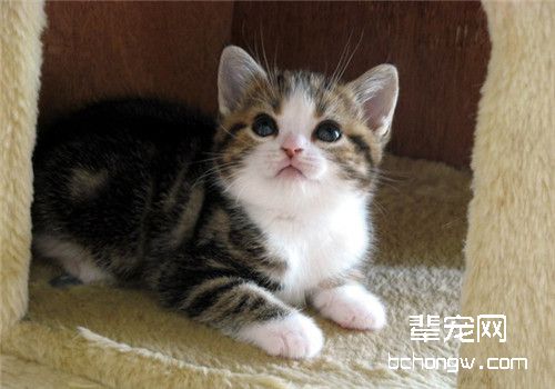 猫咪感冒的临床症状