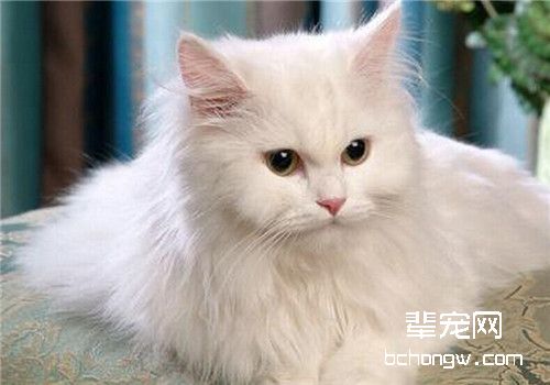 猫咪患乳腺肿瘤的症状及治疗