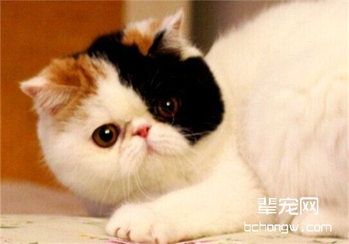 犬猫的尿液分析解释