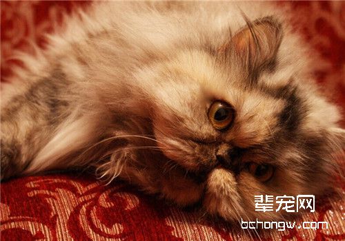 猫咪青光眼的病因及症状