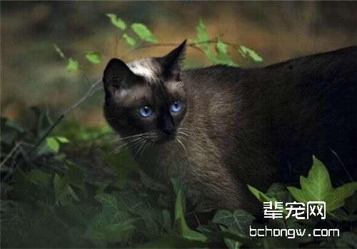 猫咪耳血肿的家庭救治