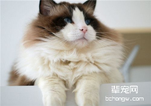 猫咪常见的皮肤疾病有哪些