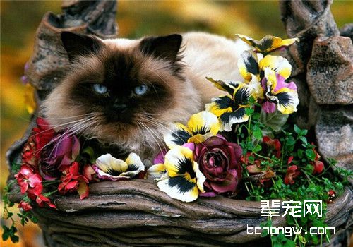 猫咪配种前需要考虑哪些问题