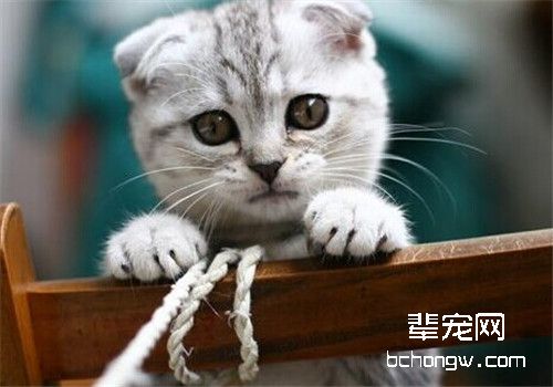 猫咪常见的心血管疾病及病因