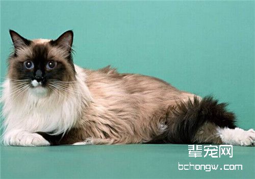母猫多大可以生小猫