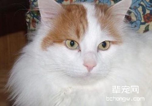 猫瘟的治疗注意事项