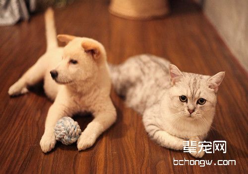 猫咪常见的骨骼疾病有哪些