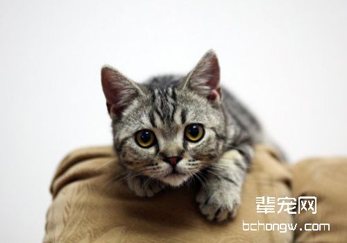 【测试】你的猫咪是否被牙周炎所困扰
