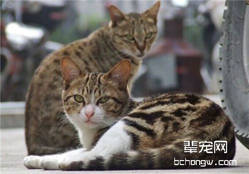 猫传染性鼻气管炎的治疗方法
