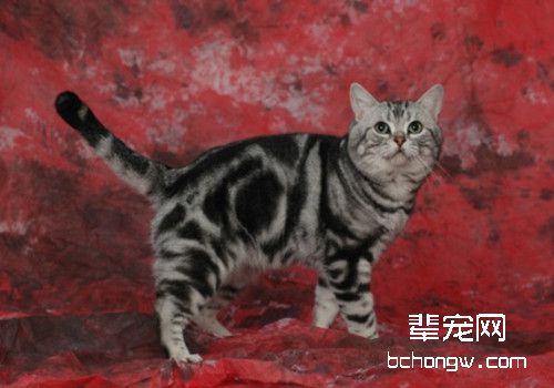 猫咪毛发纠结症的治疗和护理