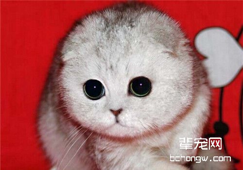 苏格兰折耳猫有哪些遗传疾病
