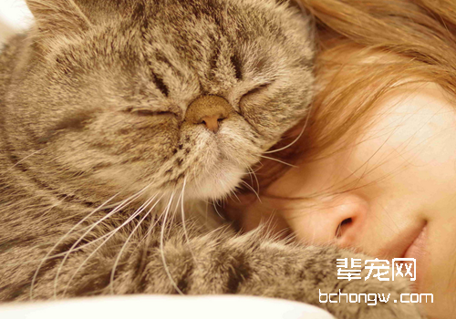 猫咪繁殖有四点注意