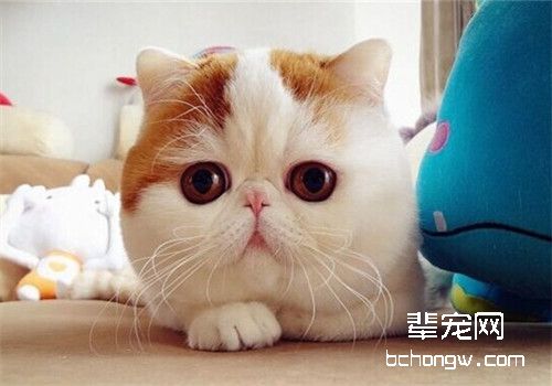 教你三招驱除猫咪身上的跳蚤