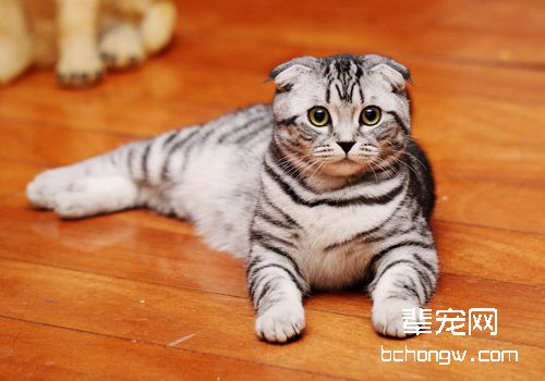 猫咪霉菌感染症的防治