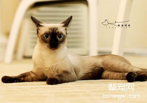 室内养猫需注意四点