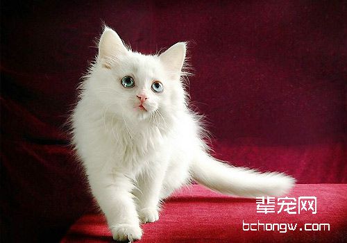 猫咪病毒性慢气管炎治疗及护理