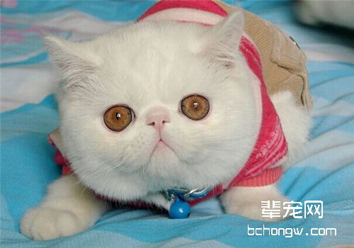 猫瘟治疗时的注意事项