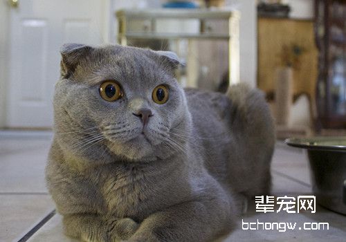 猫咪湿疹的治疗方法