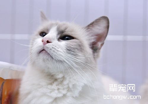 猫咪肝囊肿的症状及治疗